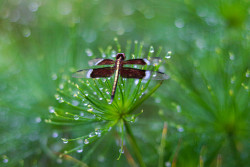 Water Jewels
