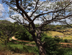To the village
