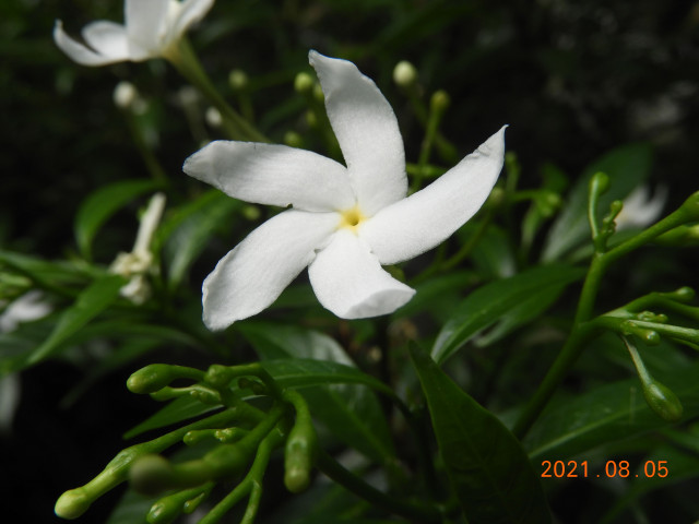 Buduputhata Sarasemu