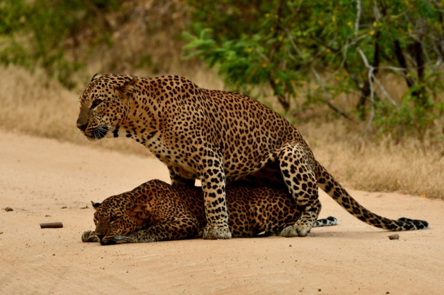 The Watchful Bond