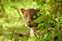 Eyes Of The Wild