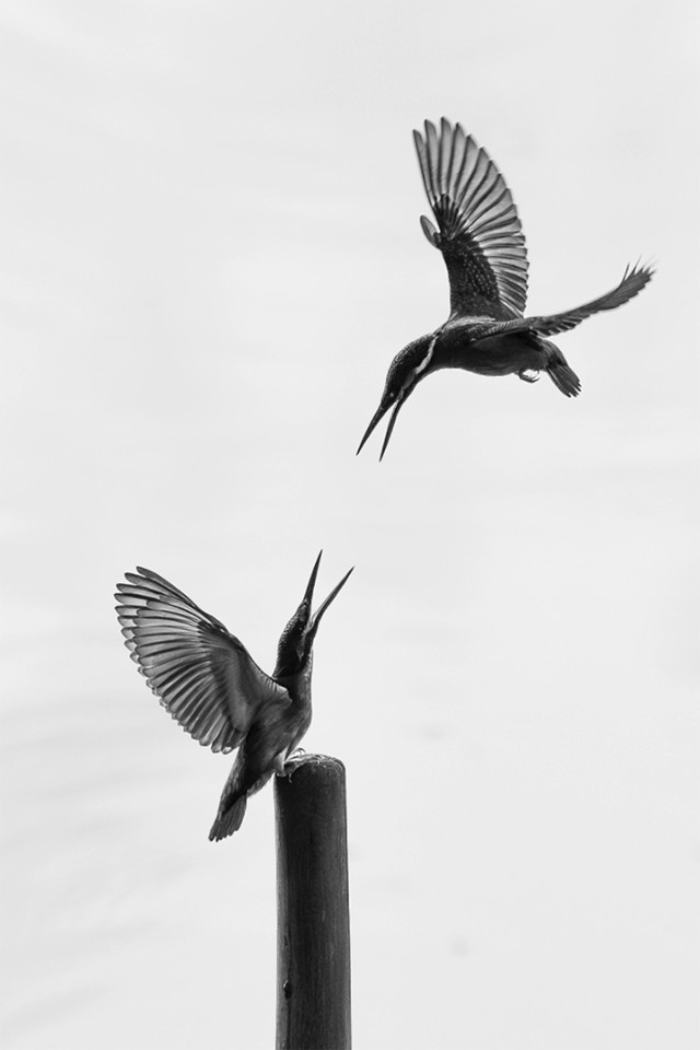 "Nature’s Monochrome Ballet"