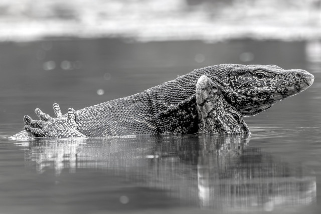 “Love in Monochrome"