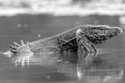 “Love in Monochrome"