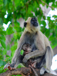 Motherhood