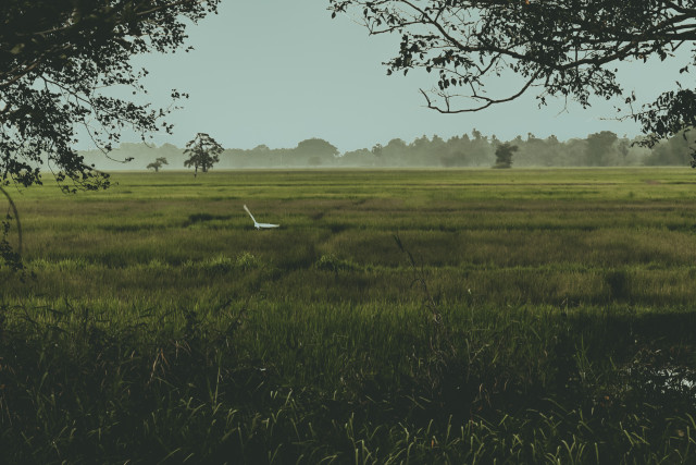 Beyond the Mist