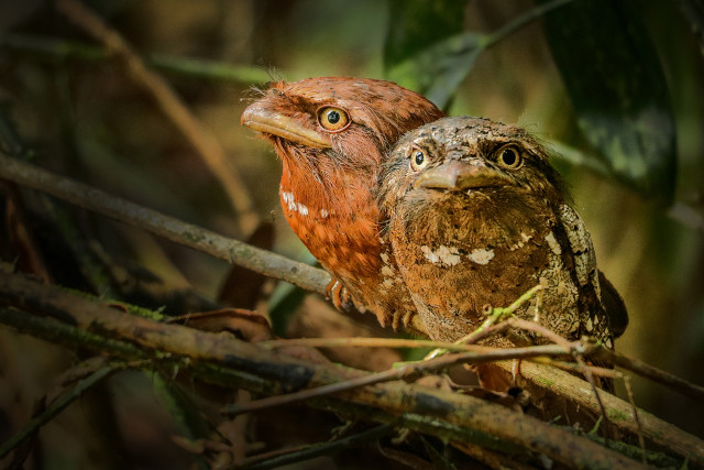 Angry birds #1