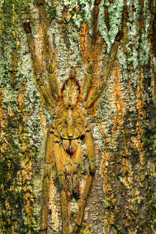Wired Face (Tarantula)