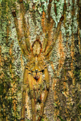Wired Face (Tarantula)