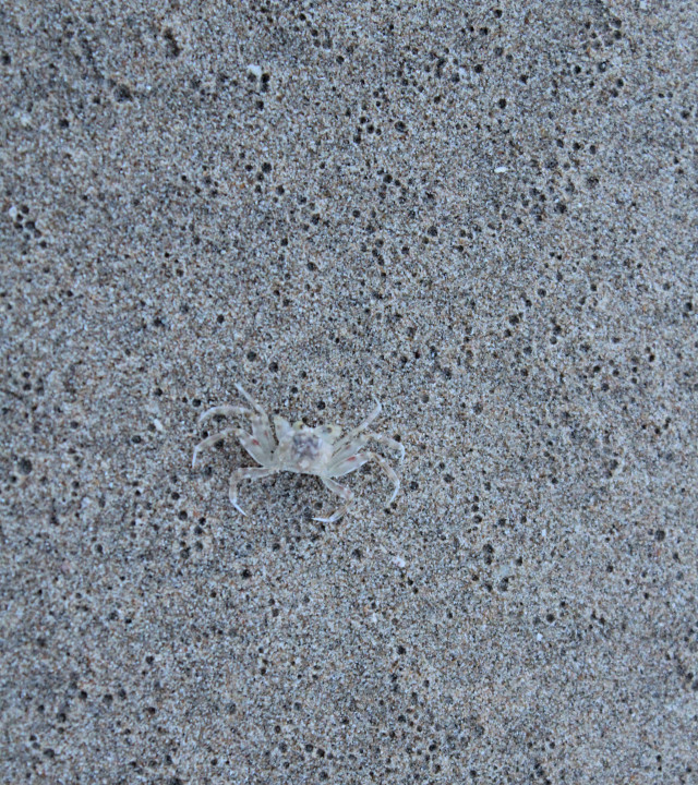 Camouflage