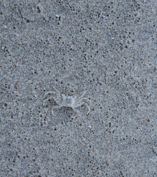 Camouflage