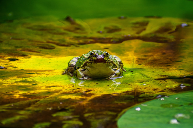 Green Stare