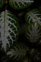 Mother nature's desings