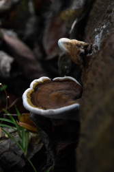 An art of nature