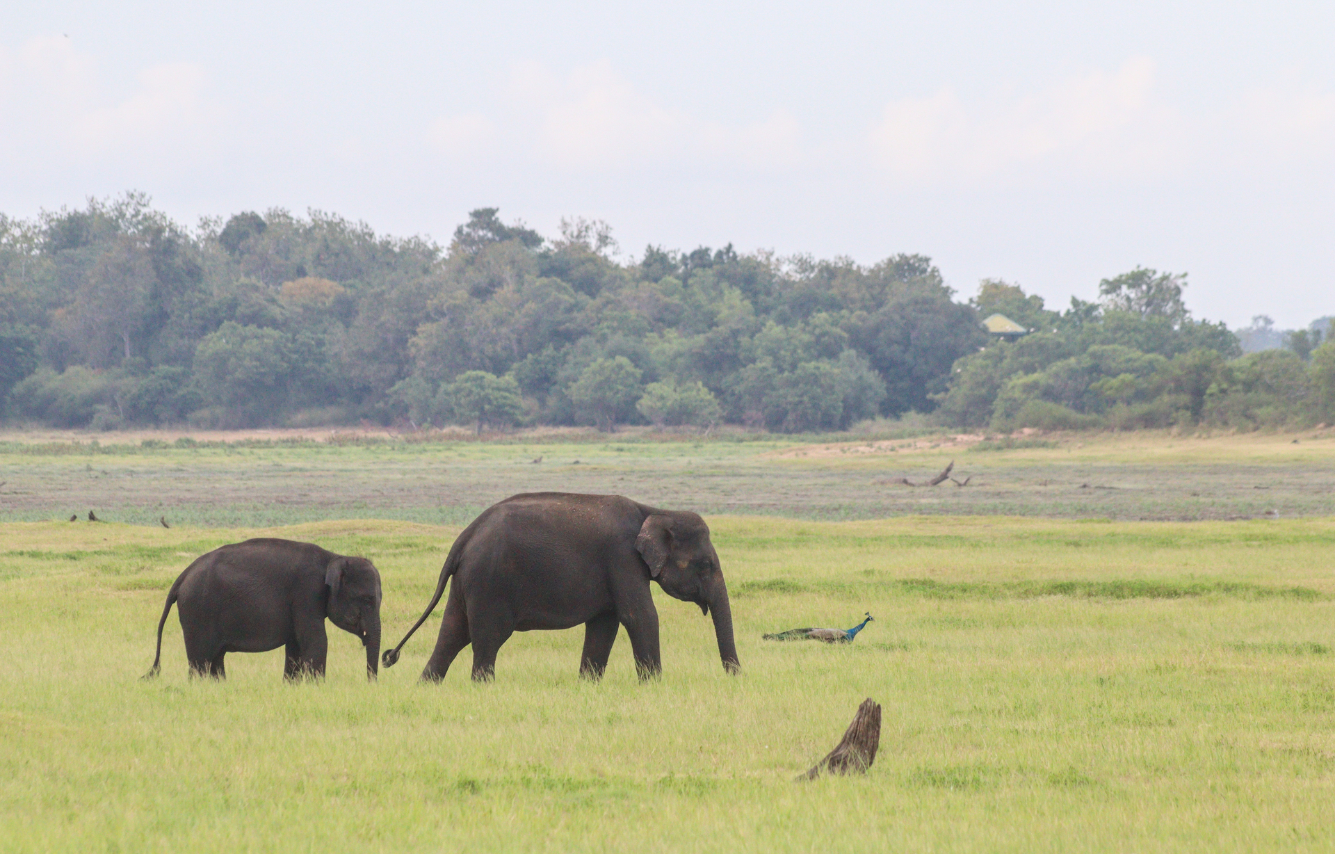 Elephant