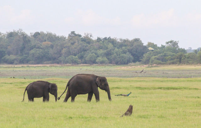Elephant