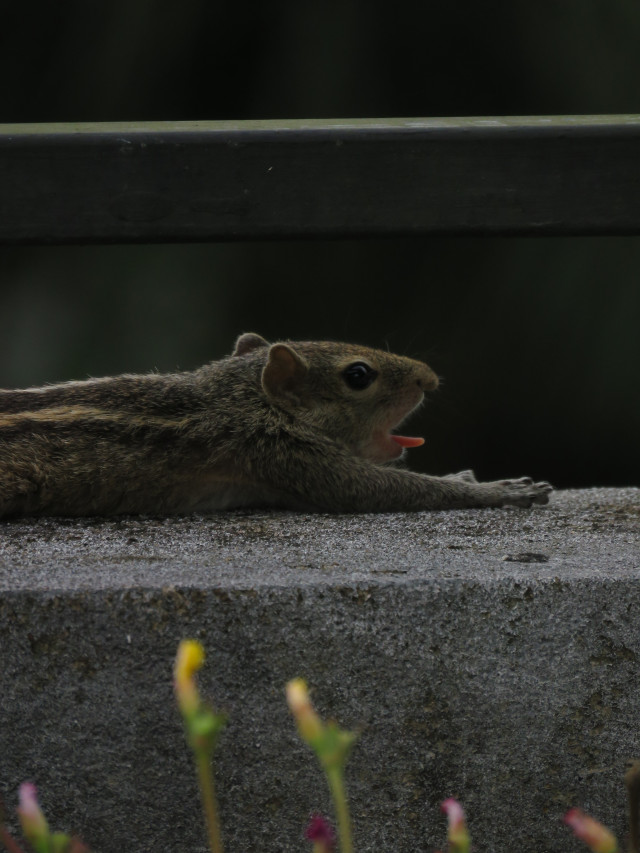 The Yawn