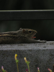 The Yawn