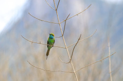 Barbet