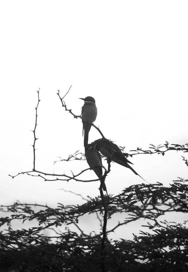Two souls , One branch