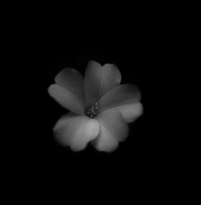 White flower