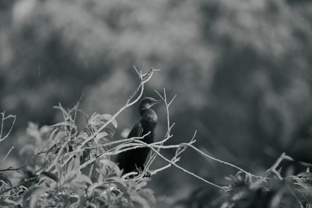 Loneliness
