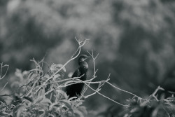 Loneliness