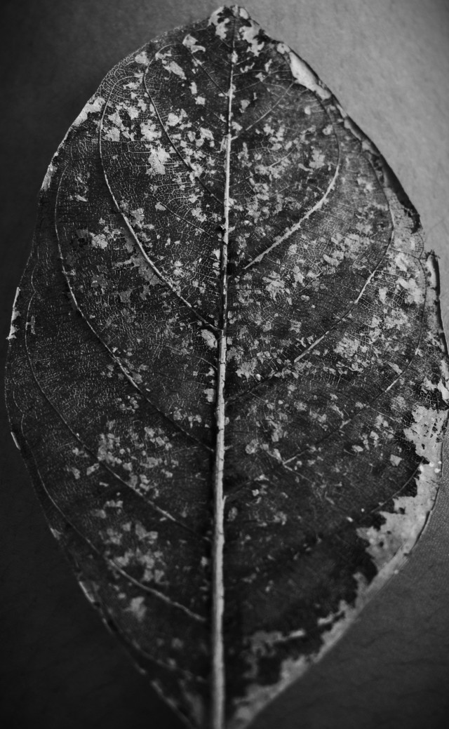 Quiet Decay