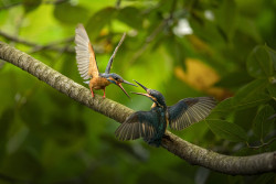 The Art of Conversation - Kingfisher Style