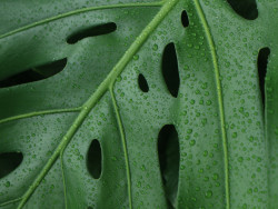 Patterns of the Nature