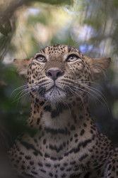 Awakening Gaze