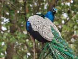 Wildlife