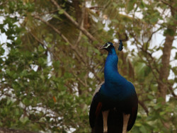 Wildlife