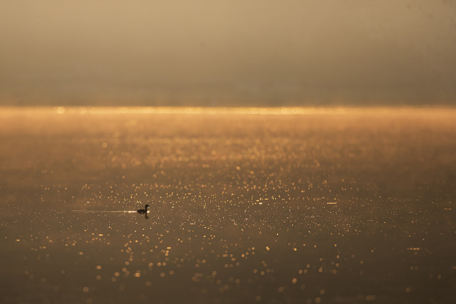 A little wanderer in the golden morning