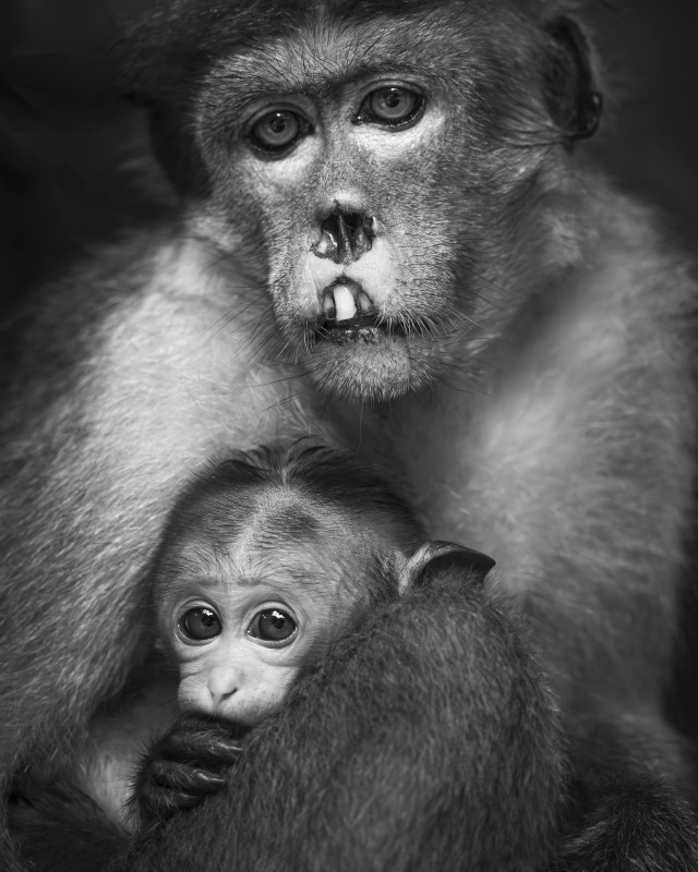 Scars of Survival, Eyes of Love