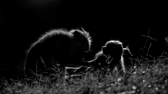 Grooming
