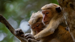 Companionship