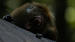 Ferocity