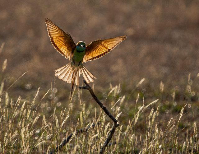 The Golden Feathers