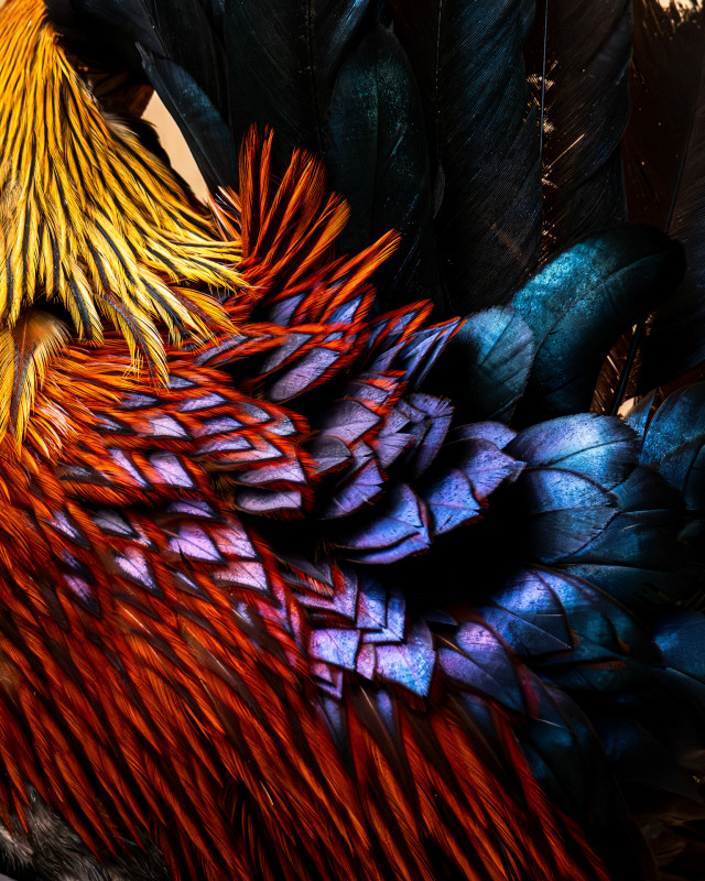 Nature’s Color Palette