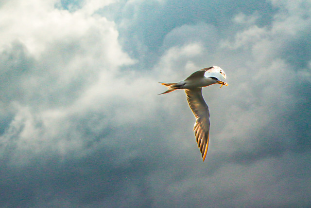 Dive in Sky
