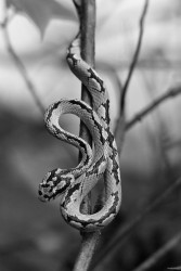 Coiled in silence