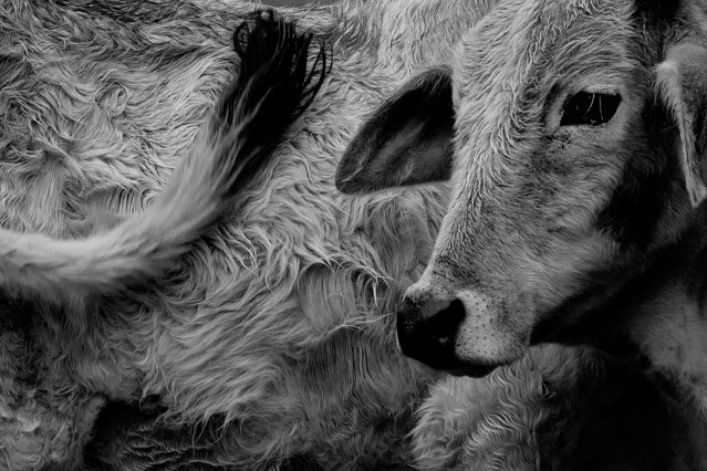 Silent beings