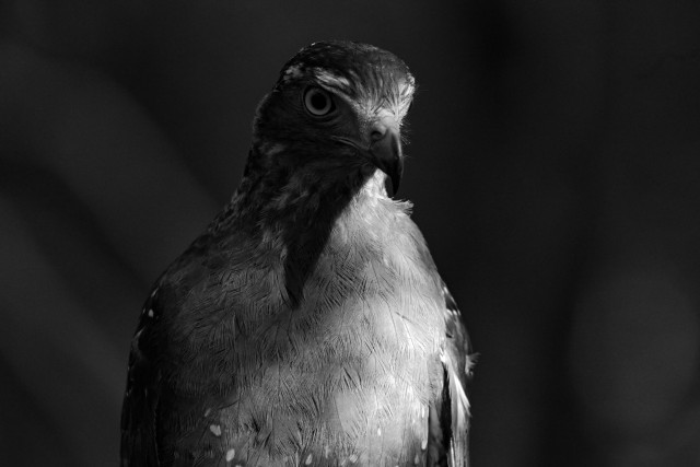 The regal watcher