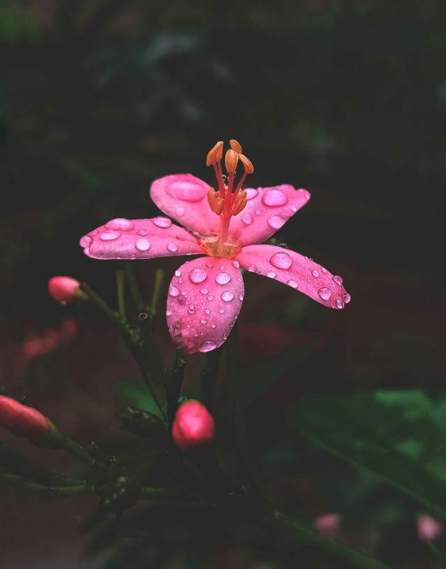Waterdrops