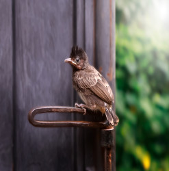 Bird