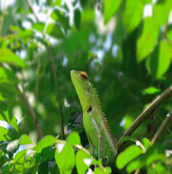 Hidden greens in the wild