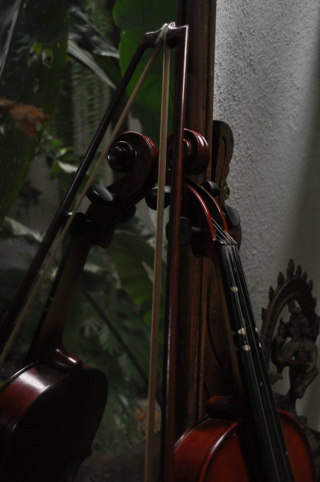 Violin
