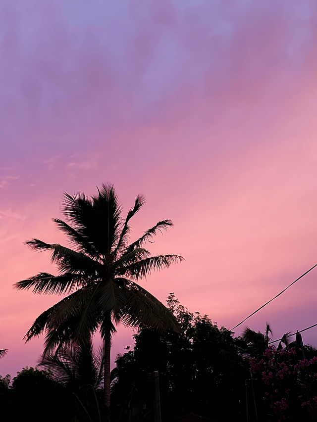 Blush Horizon