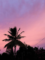 Blush Horizon